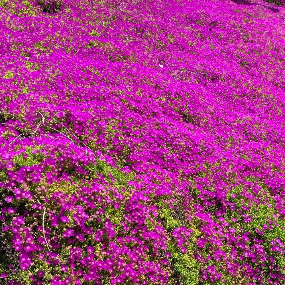 Meet your Posher, Sophia